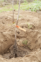 Planting Bare Root Balckcurrant Bushes.