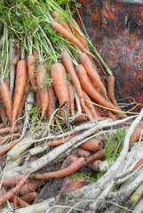 Fresh Harvest of Carrots.