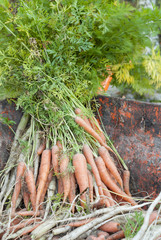 Fresh Harvest of Carrots.