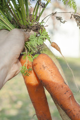 Holding Bunch of Carrots.