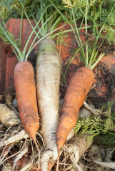 Fresh Harvest of Carrots.