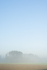 Distant Trees in Fog.