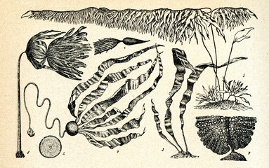 Laminaria