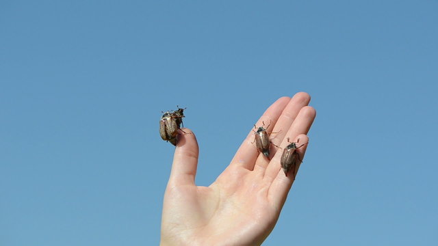 beetles crawls  woman fingers up falls trying fly