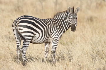 Plains Zebra