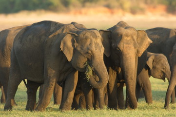 Herd of elephants feeding