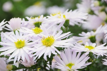 Fototapeta premium Aster weiss - Aster white 01