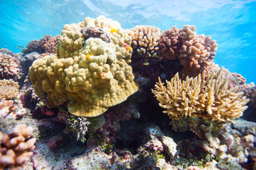 Coral photos, royalty-free images, graphics, vectors & videos | Adobe Stock