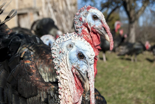 Free range domestic turkey head in mountain farmyard closeup