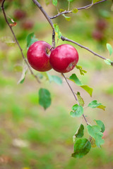 Red apples on a branch