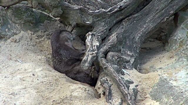 group of otters playing