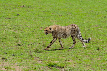 Cheetah on the move