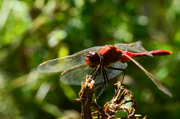 Red dragonfly in the morning close up