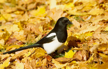 Magpie in the autumn leaves
