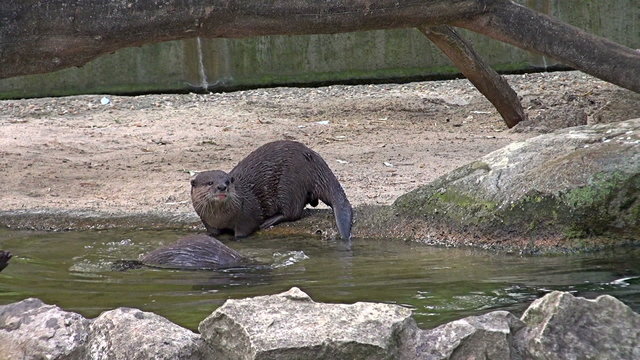 group of otters playing