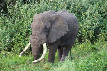 Portrait of an elephant