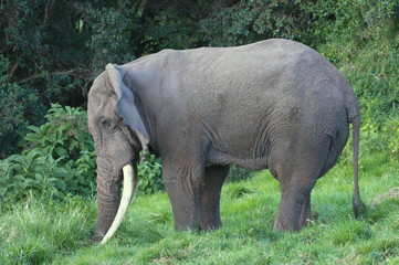 An African elephant digging for roots