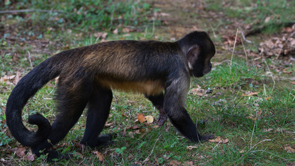 Yellow-breasted tufted capuchin