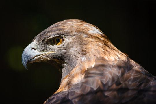 Golden eagle (aquila chrysaetos)