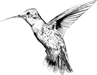 Hand drawn hummingbird