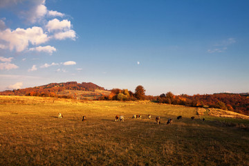 Fototapeta premium Cows on pasture in autumn