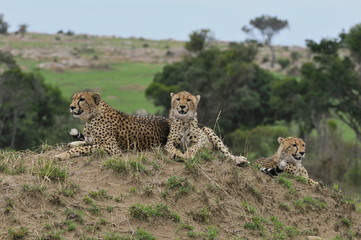 Three cheetahs resting on a mould