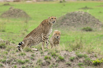Two cheetahs on a mould