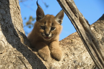 Fototapeta premium Portrait of a baby Caracal