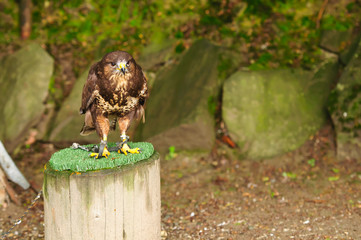 Common Buzzard on a branch in chains