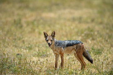 Silver-backed Jackal