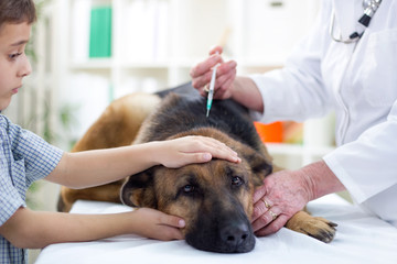 veterinary surgeon is giving the vaccine to the German Shepherd