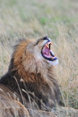 A yawninhg lion