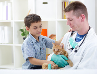 vet calms a little cat and ready for review