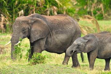 Elephant with her calf feeding away
