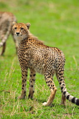 Obraz premium Cheetah