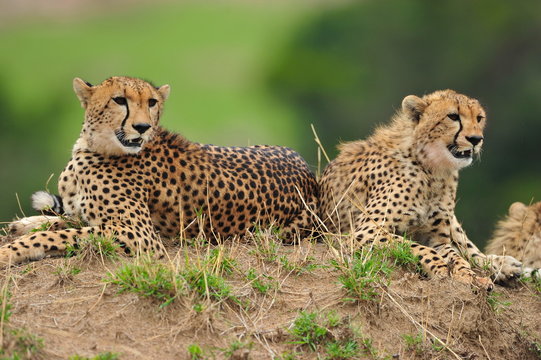 Two cheetahs resting
