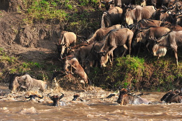 Mara River Crossing - The Great Migration