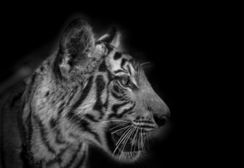 The side face portrait of tiger for background use