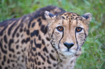 Closeup portrait of a king cheetah