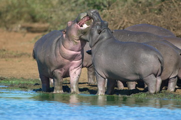 Hippopotamus