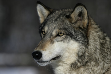 Naklejka na ściany i meble Grey wolf, Canis lupus