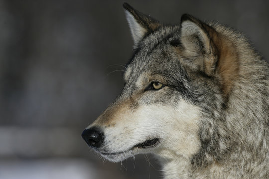 Grey wolf, Canis lupus