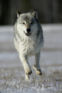 Grey wolf, Canis lupus