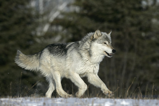 Grey wolf, Canis lupus