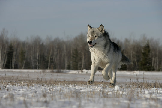 Grey wolf, Canis lupus
