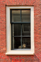 Cat on windowsill of red brick house.