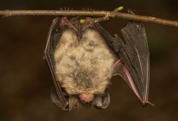 Plecotus auritus