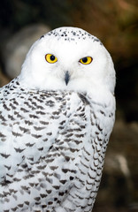 Civetta delle nevi - Bubo scandiacus