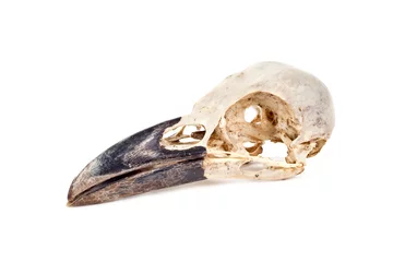 Skull of raven © Pavel Parmenov