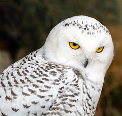 Civetta delle nevi - Bubo scandiacus